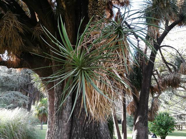 Beaucarnea stricta (Asparagaceae)